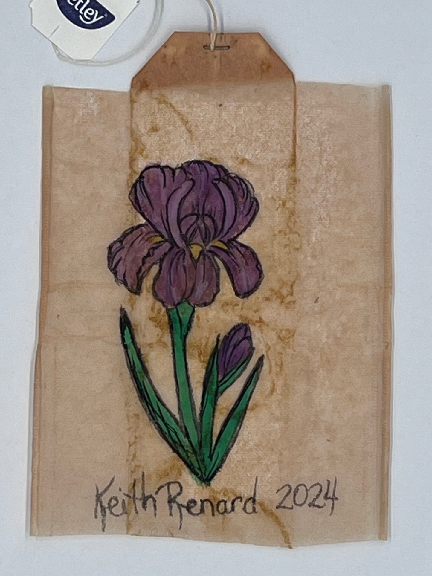 Purple Iris