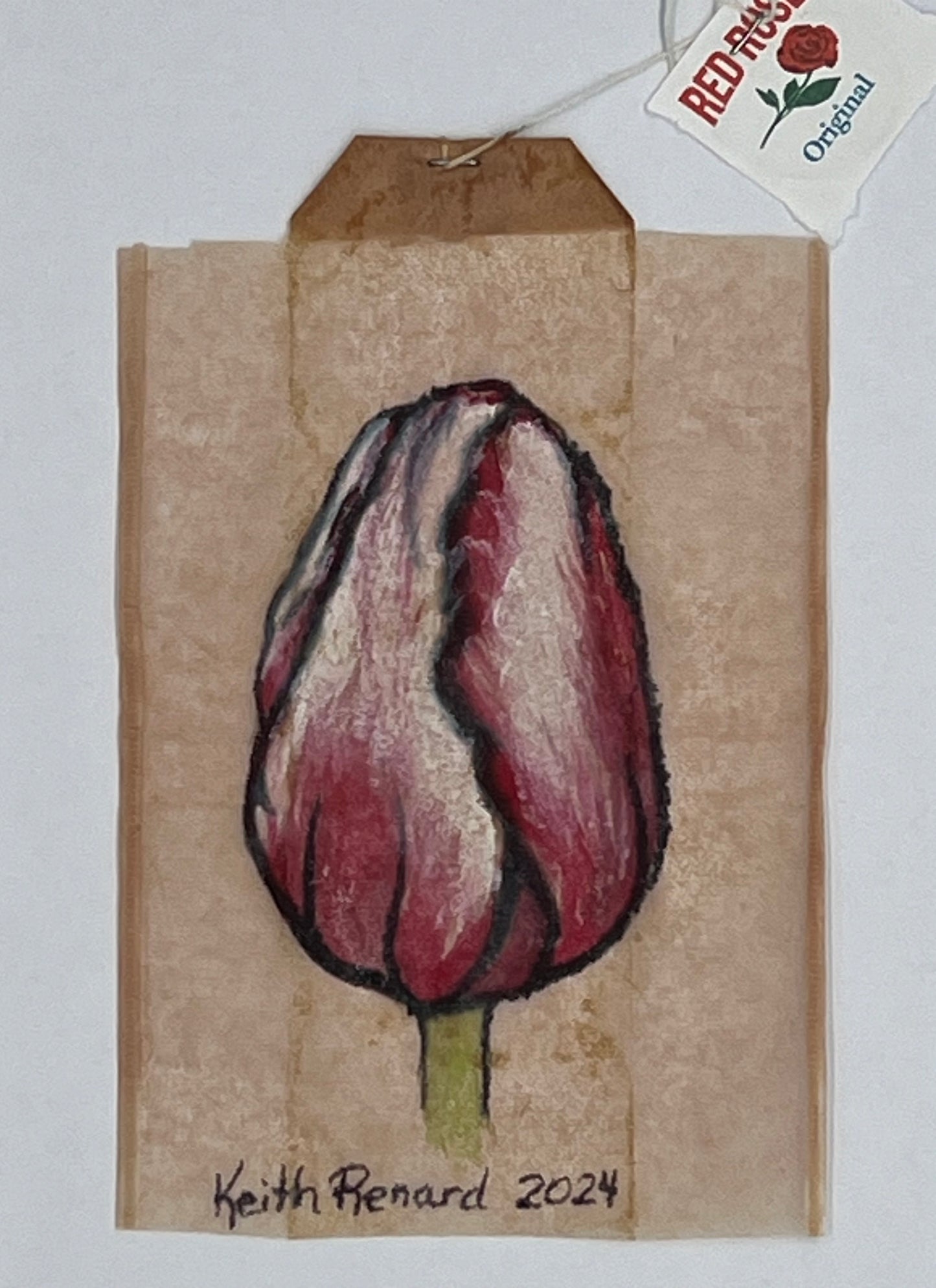 Pink and White Tulip