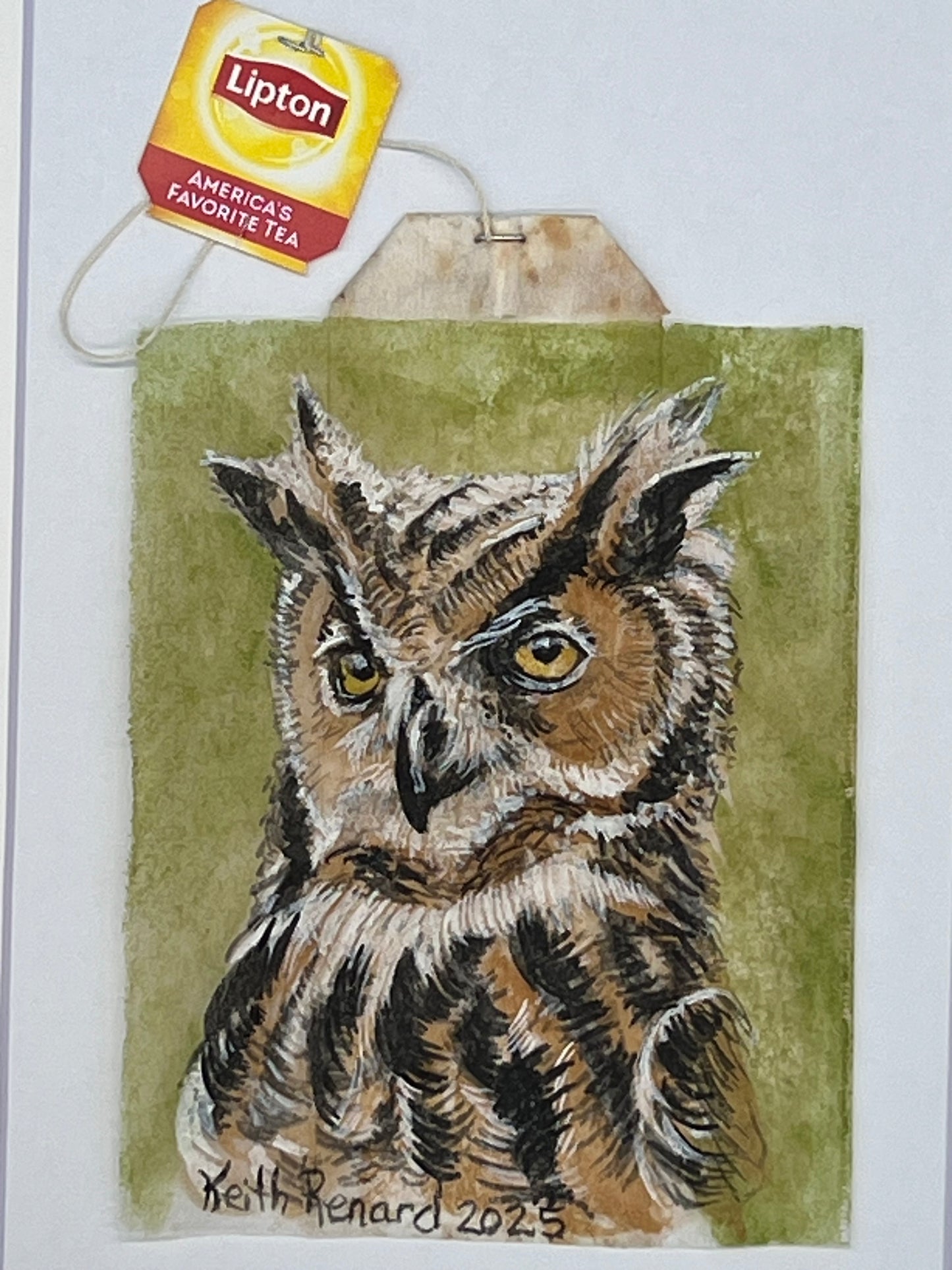 Owl Green background