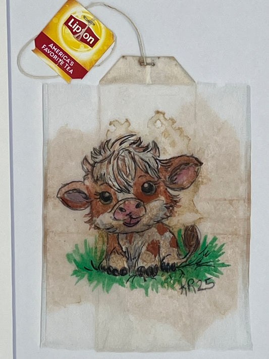 Highland calf