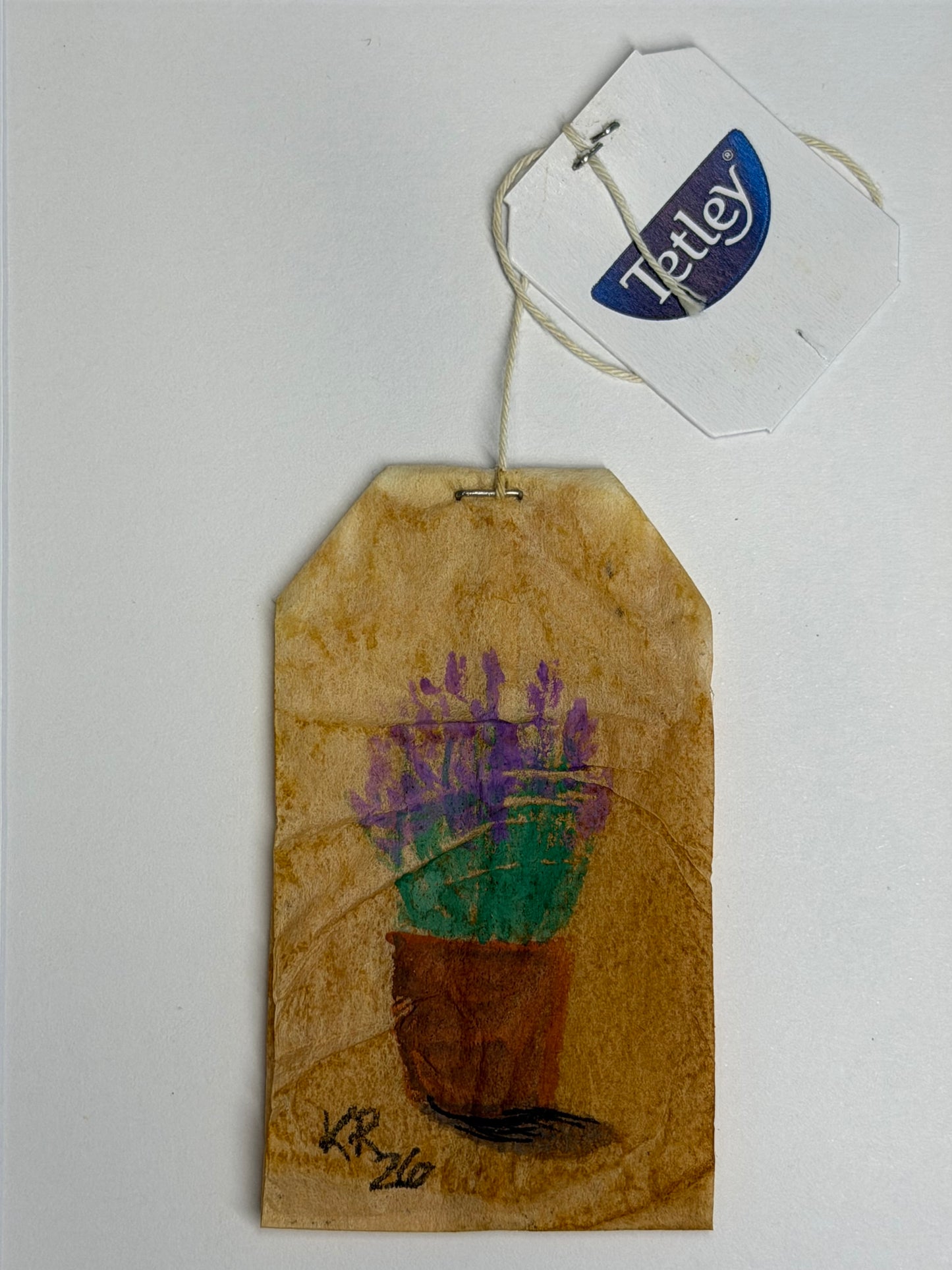 Mini Teabag Lavender in a pot